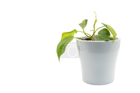 Téléchargez les photos : Philodendron brazil panaché feuille de coeur avec plante panachée verte et jaune dans un pot en céramique blanche - en image libre de droit