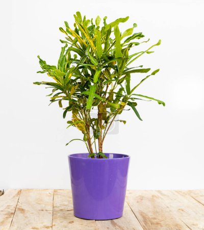 Téléchargez les photos : Belle plante ornementale de croton dans un pot de fleurs décoratif - en image libre de droit