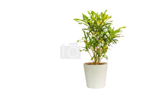 Téléchargez les photos : Belle plante de croton ornementale dans un pot en céramique avec espace de copie - en image libre de droit