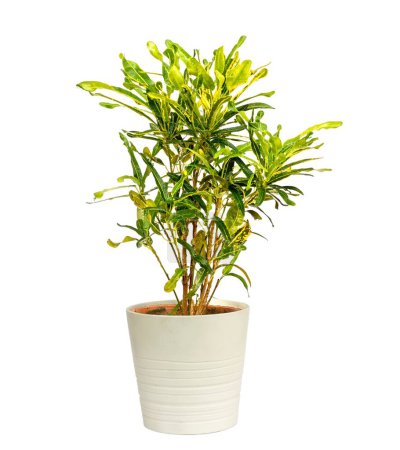 Téléchargez les photos : Mamie de croton avec forme de feuille habituelle et plante feuilletée colorée isolée sur fond blanc - en image libre de droit