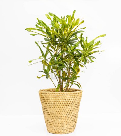 Photo for Croton codiaeum mammi in a decorative basket isolated on white background - Royalty Free Image