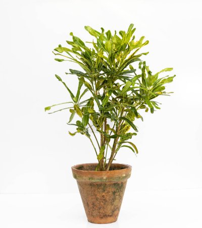 Téléchargez les photos : Codiaeum variegatum croton dans un pot d'argile sur fond blanc isolé - en image libre de droit