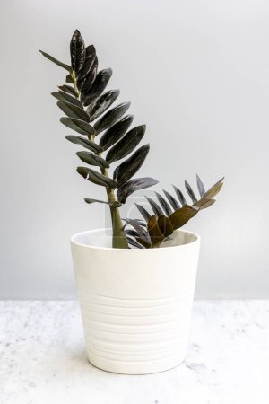 Téléchargez les photos : Zamioculcas Zamifolia plante noire en pot blanc sur fond blanc - en image libre de droit