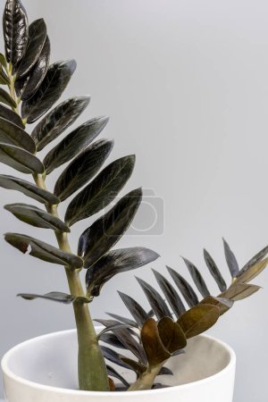 Téléchargez les photos : Zamioculcas Zamiifolia noir ZZ Feuilles isolées sur fond blanc - en image libre de droit