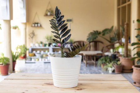 Téléchargez les photos : Zamioculcas Zamiifolia noir plante dans un pot en céramique blanche - en image libre de droit