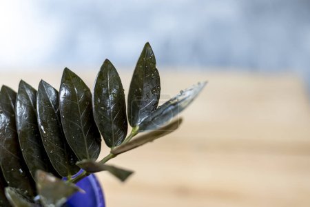 Planta ZZ negra hojas de primer plano con enfoque selectivo y fondo borroso