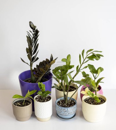 Téléchargez les photos : Zamioculcas zamiifolia différentes variétés rares et nouvelles de plantes isolées sur fond blanc - en image libre de droit
