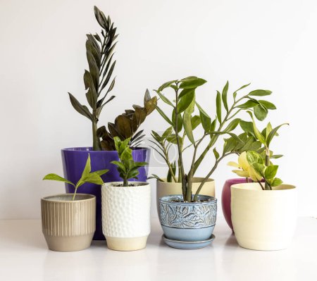 Téléchargez les photos : Ensemble de différentes variétés de plantes ZZ dans des pots en céramique sur fond blanc - en image libre de droit