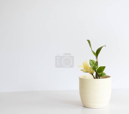 Téléchargez les photos : Plante panachée Zamioculcas zamiifolia (ZZ Plant) dans un pot en céramique sur fond blanc avec espace de copie - en image libre de droit