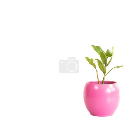 Téléchargez les photos : Feuilles longues vert ZZ plante dans un pot en céramique rose isolé sur fond blanc - en image libre de droit