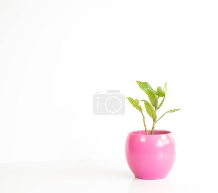 Téléchargez les photos : Zamioculcas Zamiifolia nouvelle plante verte à longues feuilles dans un pot rose avec espace de copie - en image libre de droit