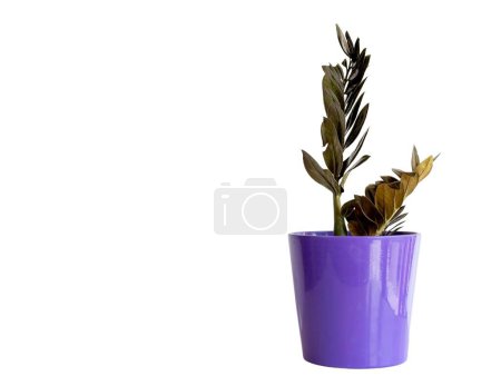 Téléchargez les photos : Zamioculcas noir Zamiifolia plante en pot isolé sur fond blanc avec espace de copie - en image libre de droit