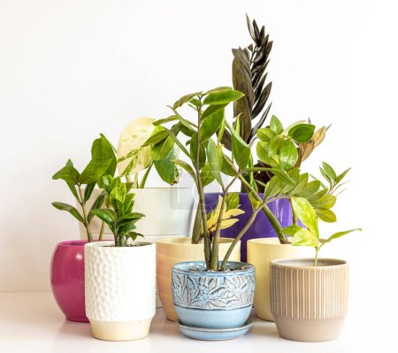 Téléchargez les photos : Différentes variétés de plantes zamioculcas zamiifolia dans un beau pot en céramique avec une plante monstera albo - en image libre de droit