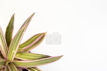 Téléchargez les photos : Feuilles pourpres et vertes tradescantia spathacea rhoeo tricolor plante isolée sur fond blanc avec espace de copie - en image libre de droit