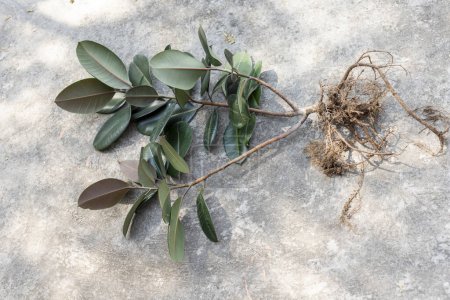 Téléchargez les photos : Ficus Elastica plante en caoutchouc bordeaux avec racines - en image libre de droit