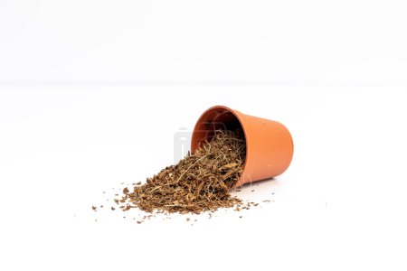 Photo for Coco peat in a small plastic pot isolated on white background - Royalty Free Image
