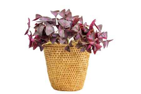 Photo for Purple Shamrock or false Shamrock in a wicker basket planter pot - Royalty Free Image