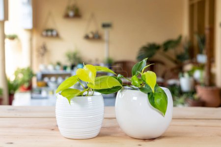 Téléchargez les photos : Philodendron brasil panaché et vert citron vert néon feuilles de plantes dans des pots en céramique blanche - en image libre de droit