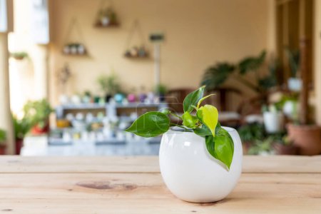 Téléchargez les photos : Philodendron brasil plante tropicale à rayures jaunes dans un pot décoratif en céramique blanche. - en image libre de droit