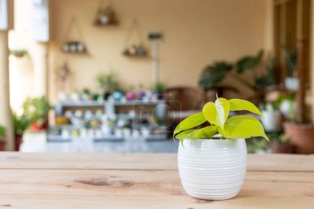 Téléchargez les photos : Les feuilles vert lime d'une plante philodendronique à feuilles de coeur dans un pot de fleurs en céramique blanche. - en image libre de droit