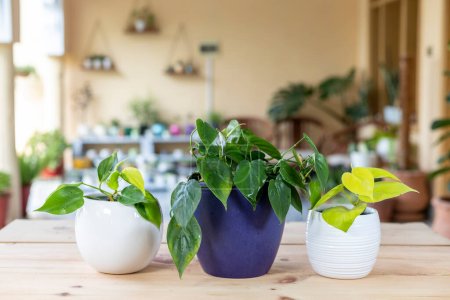 Téléchargez les photos : Différentes variétés de néon, feuilles vertes et panachées de plantes philodendron brazil dans des pots en céramique. - en image libre de droit