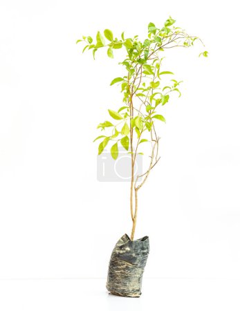 Photo for Henna mehandi plant sapling isolated on white background - Royalty Free Image