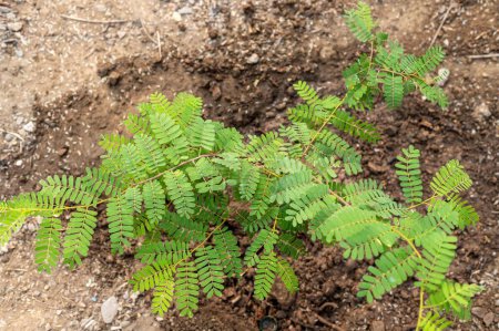 Photo for Tamarind small plant in the ground - Royalty Free Image