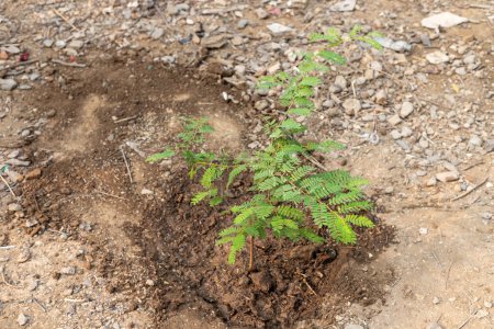 Photo for Tamarind small plant in the garden - Royalty Free Image