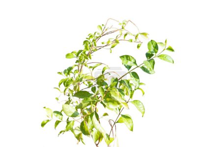 Photo for Mehandi hina plant isolated on white background - Royalty Free Image