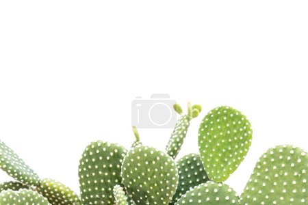Photo for White dotted bunny ears cactus with blank space for text - Royalty Free Image