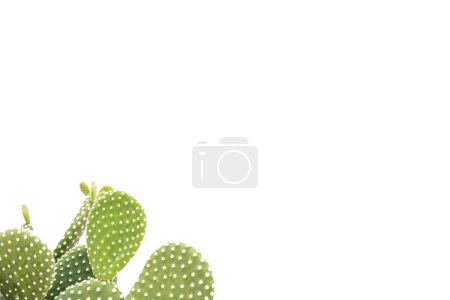 Photo for Opuntia microdasys white prickly pear cactus with empty space for text - Royalty Free Image