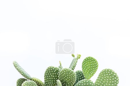 Photo for White dots opuntia microdasys prickly pear cactus with blank space for text - Royalty Free Image