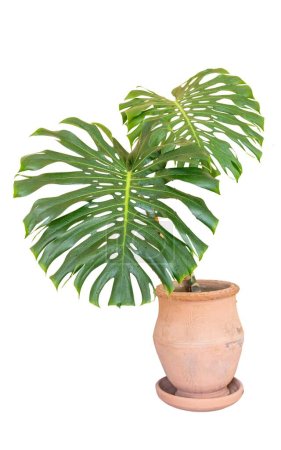 Photo for Monstera deliciosa or Swiss cheese plant in a large clay pot isolated on white background - Royalty Free Image