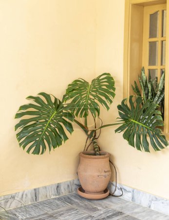 Photo for Monstera deliciosa big plant in a large clay pot - Royalty Free Image