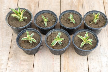 Photo for Propagation of small agave americana plants in plastic pots - Royalty Free Image