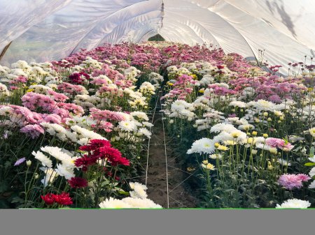 Photo for Chrysanthemums are planted with a special net to make them neater and organized in the greenhouse for using as a cut flowers - Royalty Free Image