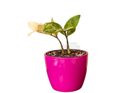 Téléchargez les photos : Plante ZZ panachée en pot céramique rose isolée sur fond blanc - en image libre de droit