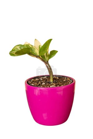 Téléchargez les photos : Plant zz panaché en pot de fleurs rose isolé sur fond blanc - en image libre de droit