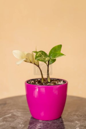 Foto de ZZ planta albo variegada en maceta rosa - Imagen libre de derechos