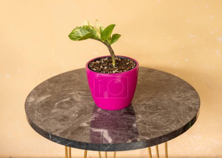 Téléchargez les photos : Zamioculcas zamiifolia plante panachée en pot en céramique rose - en image libre de droit
