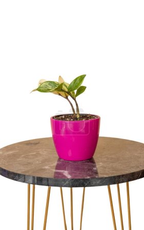 Téléchargez les photos : Zamioculcas zamiifolia plante panachée dans un pot en céramique rose - en image libre de droit