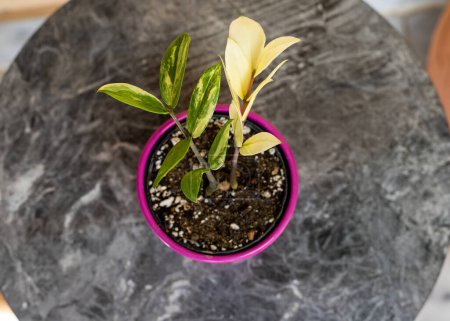 Téléchargez les photos : Varié zamioculcas zamiifolia plante vue d'angle supérieur - en image libre de droit