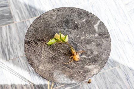 Téléchargez les photos : Gros plan sur les rhizomes malsains des plantes zz - en image libre de droit