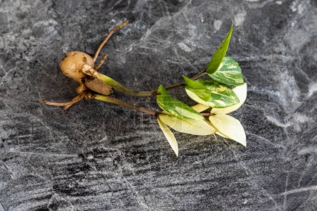 Téléchargez les photos : Zamioculcas panachés zamiifolia et rhizome - en image libre de droit