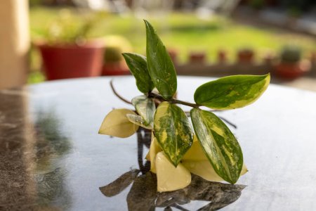 Téléchargez les photos : Plantes à racines nues ZZ panachées avec foyer sélectif et fond flou - en image libre de droit