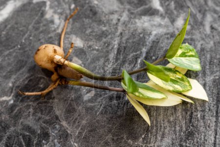 Téléchargez les photos : Zamioculcas zamiifolia plantes panachées racines nues avec rhizome - en image libre de droit