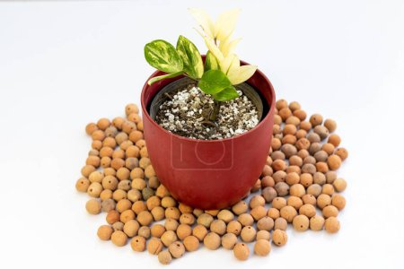 Téléchargez les photos : Plante zz panachée avec des boules d'argile sur fond blanc - en image libre de droit