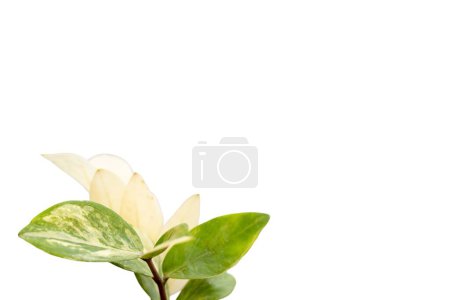 Téléchargez les photos : Plante zamioculcas zamiifolia panachée sur fond blanc isolé avec espace de copie - en image libre de droit
