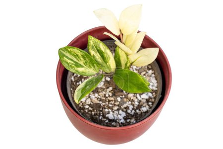 Téléchargez les photos : Belle plante panachée Zamioculcas zamiifolia isolée sur fond blanc - en image libre de droit
