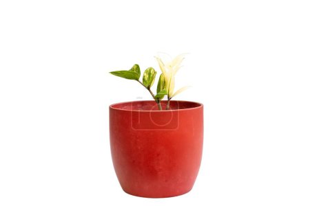 Téléchargez les photos : Usine ZZ panachée en pot céramique rouge isolée sur fond blanc - en image libre de droit